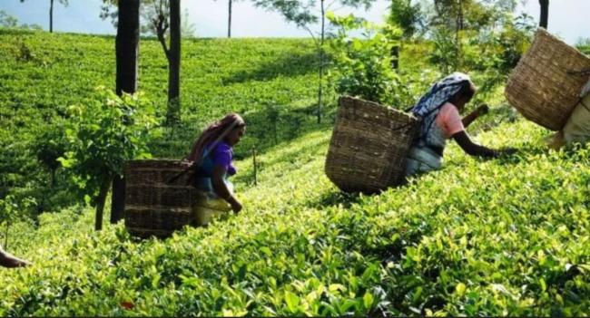 Estate Workers to Receive Historic Wage Hike